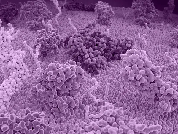 TGF-β pathway inhibitors